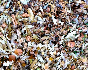 leaf mould