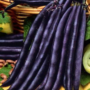 purple queen bean