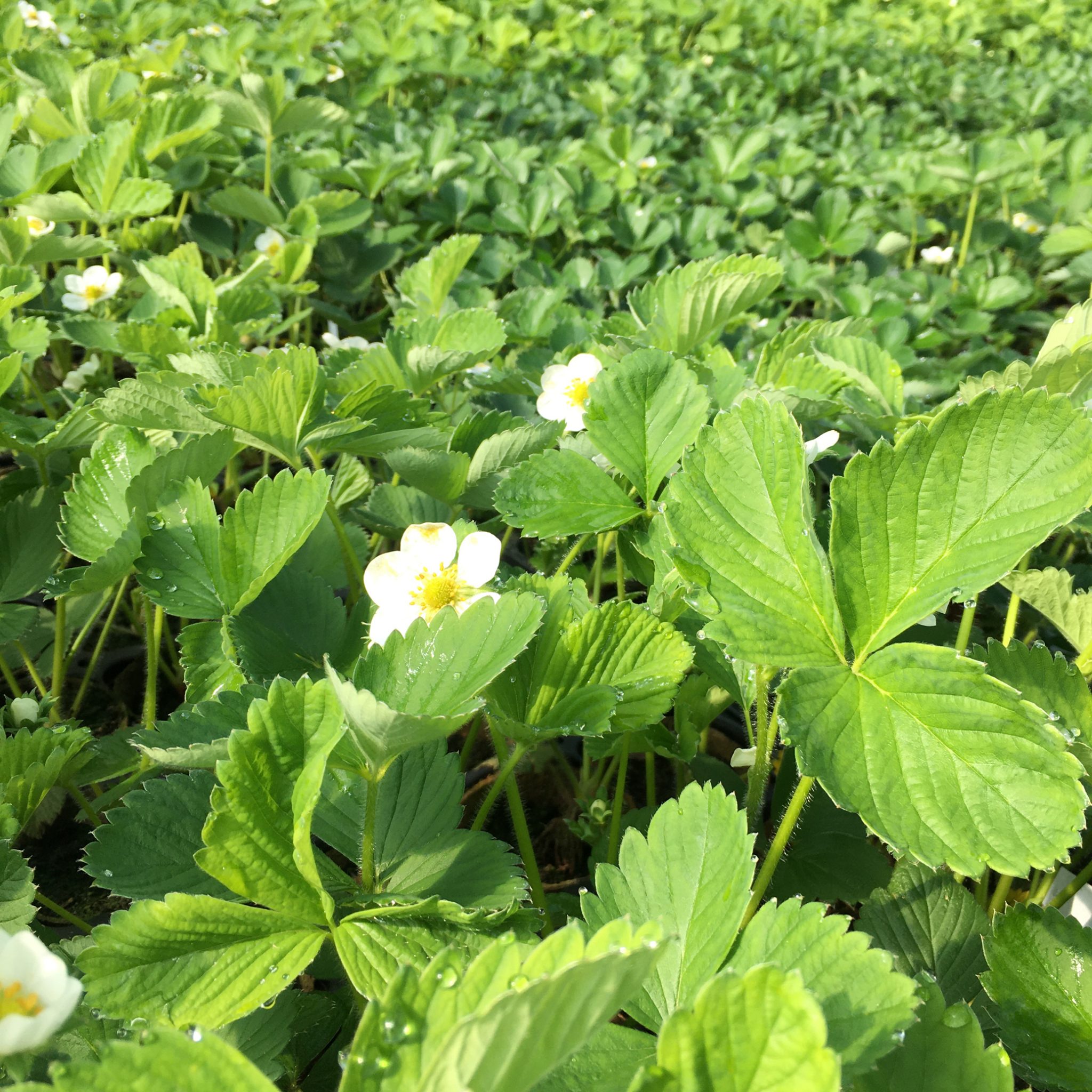 Strawberries Throughout the Season - Strawberry Plants to Grow
