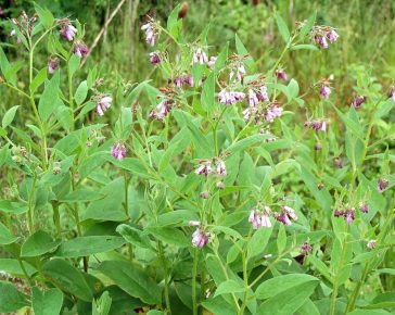 comfrey