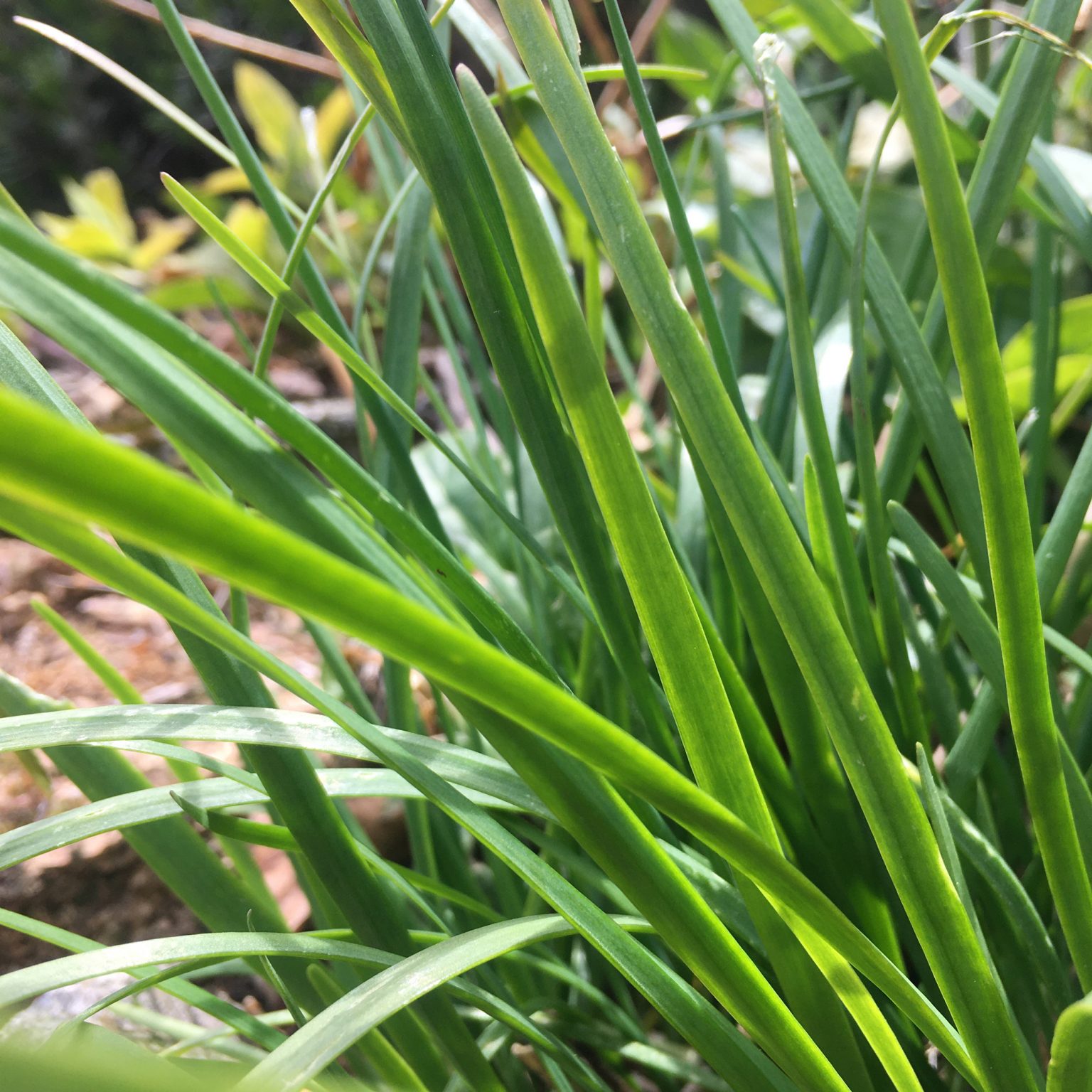 Garlic Chives Herb Plug Plants Rocket Gardens