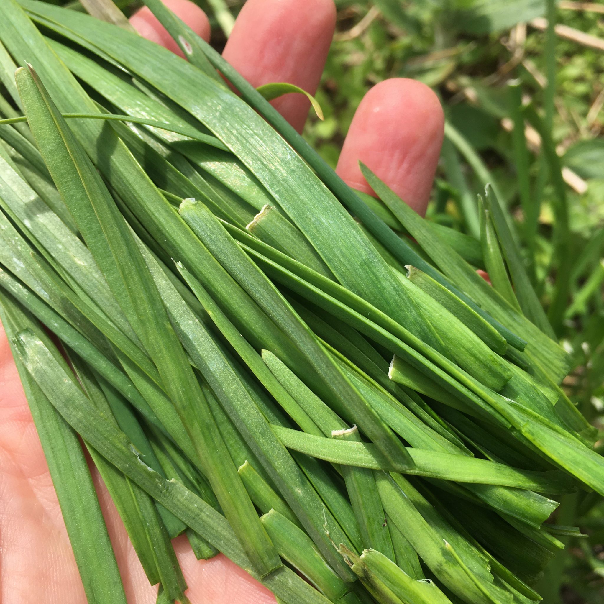 Garlic Chives Herb Plug Plants Rocket Gardens