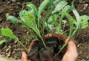 grow-your-own-kale
