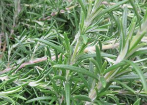 rosemary