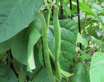runner beans