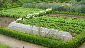 crop rotation