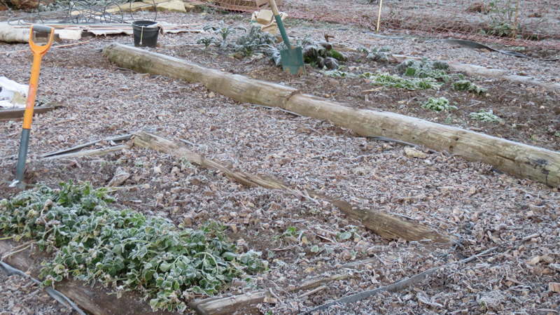 frosty veg patch