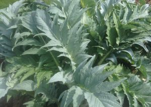 globe artichokes