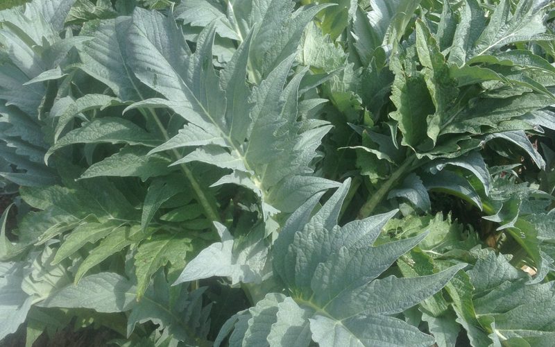 globe artichokes
