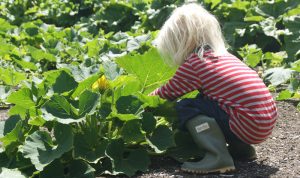 growing veg with children