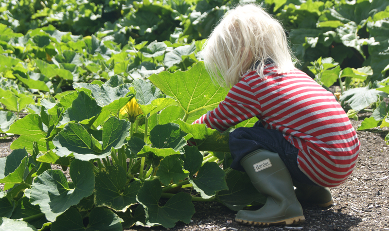 growing veg with children