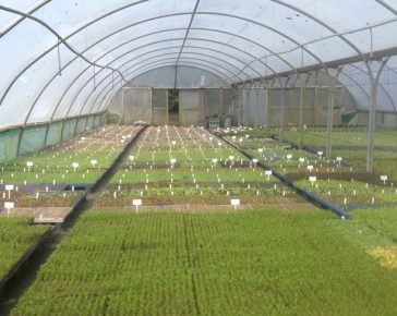 polytunnel