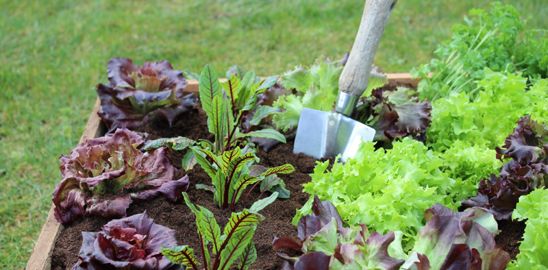 Salad Planter