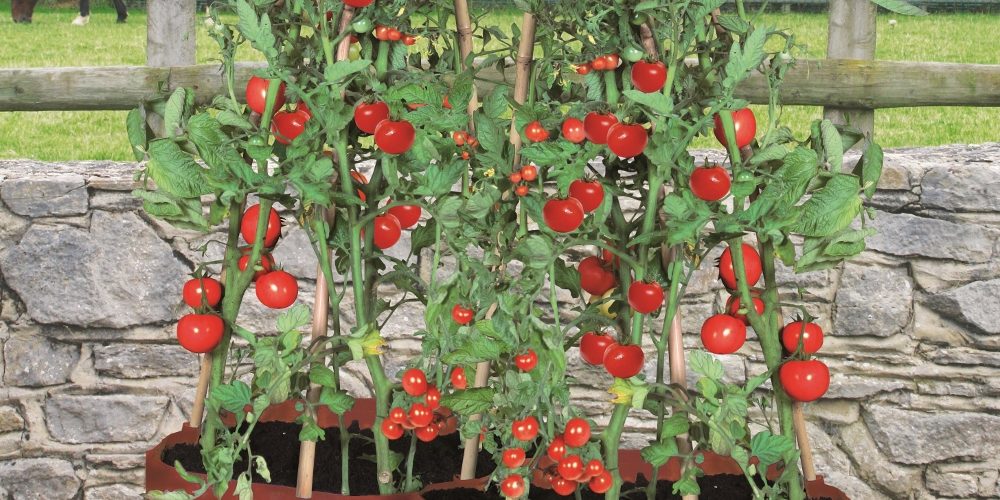 Tomato Patio Planter With 3 Cane Support Pockets 2 Pack Rocket