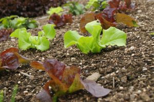 lettuce