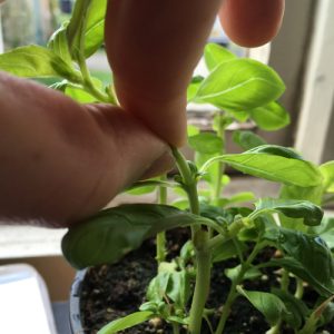 pinch out basil