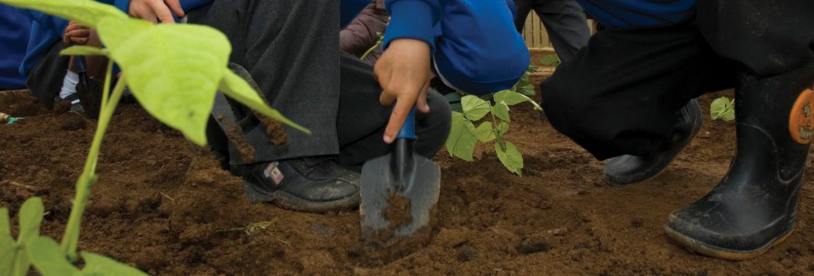 boys planting beans