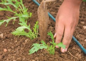 nurturing seedlings