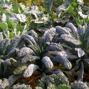 family favourites year round veg patch