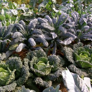 family favourites year round veg patch