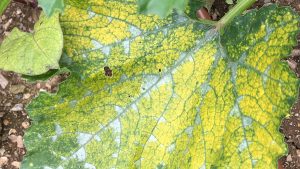 magnesium deficient leaf