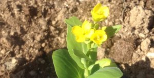 pak choi bolted