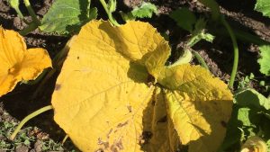yellow leaves on squash and pumpkins
