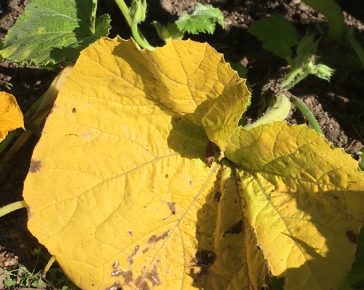 yellow leaves on squash and pumpkins