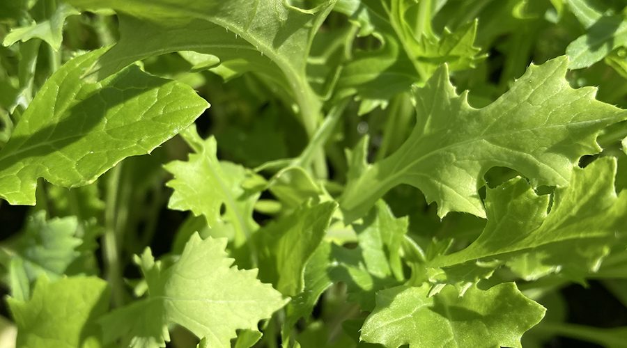 A Guide to Salad Greens