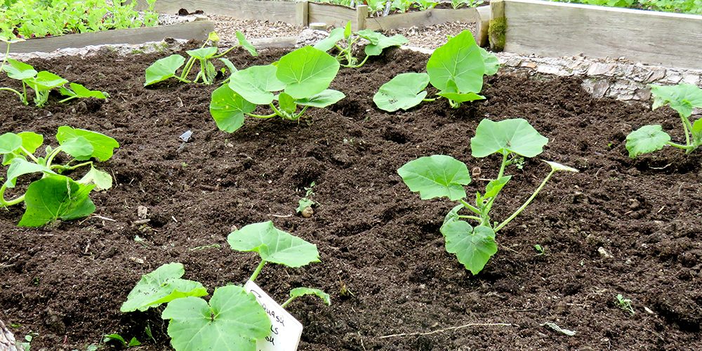 Pumpkin & Squash Patch - Plug Plant Collection - Order Online