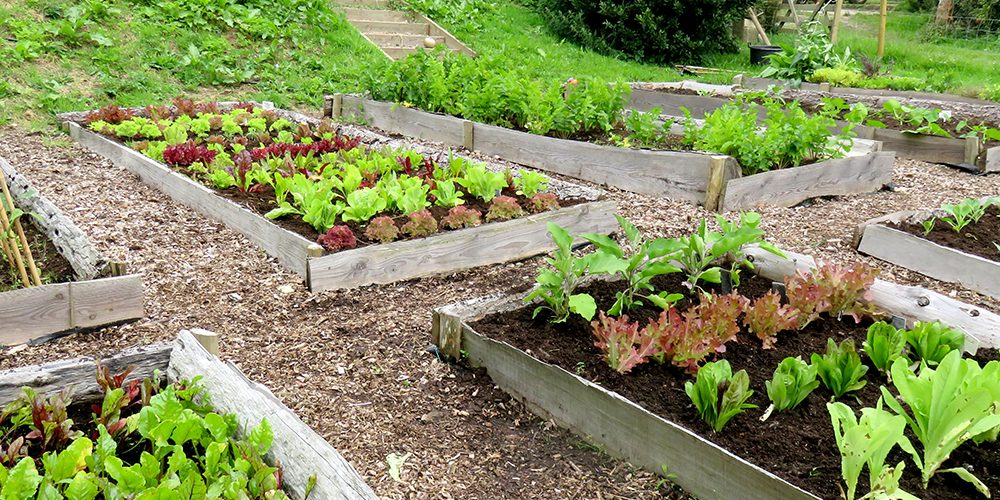 Large Veg Patch Rocket Gardens Large Veg Patch