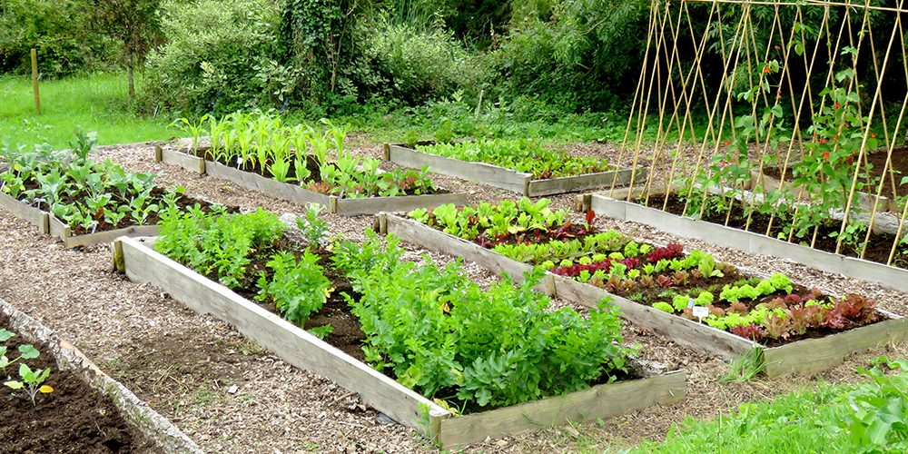 Large Year Round Veg Patch - Rocket Gardens organic food diagrams 