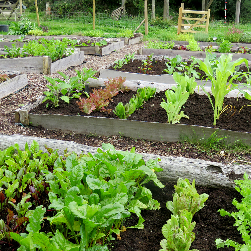 Gourmet Vegetable Garden  Rocket Gardens