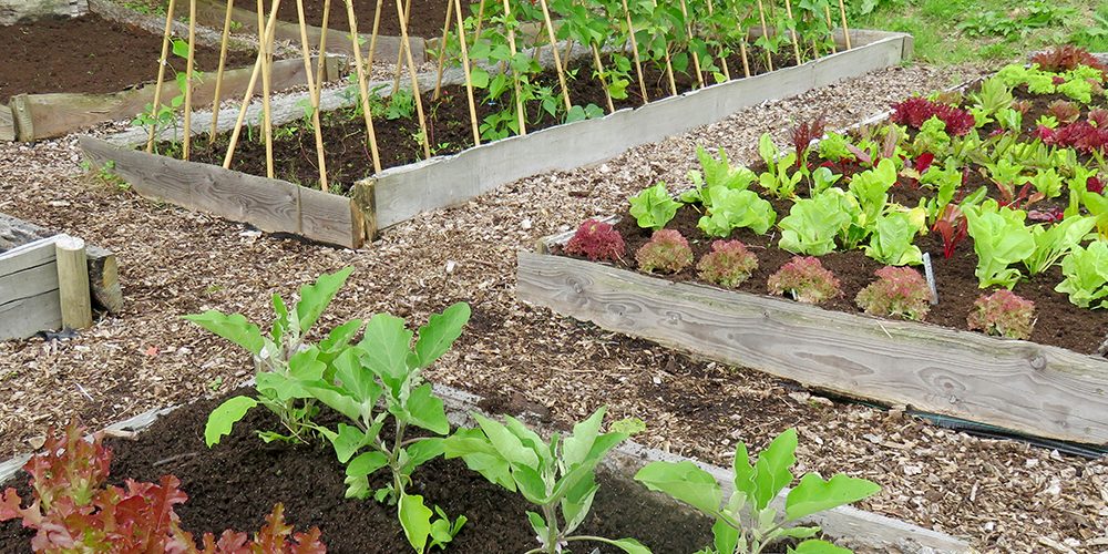 Small Veg Patch Rocket Gardens Small Veg Patch