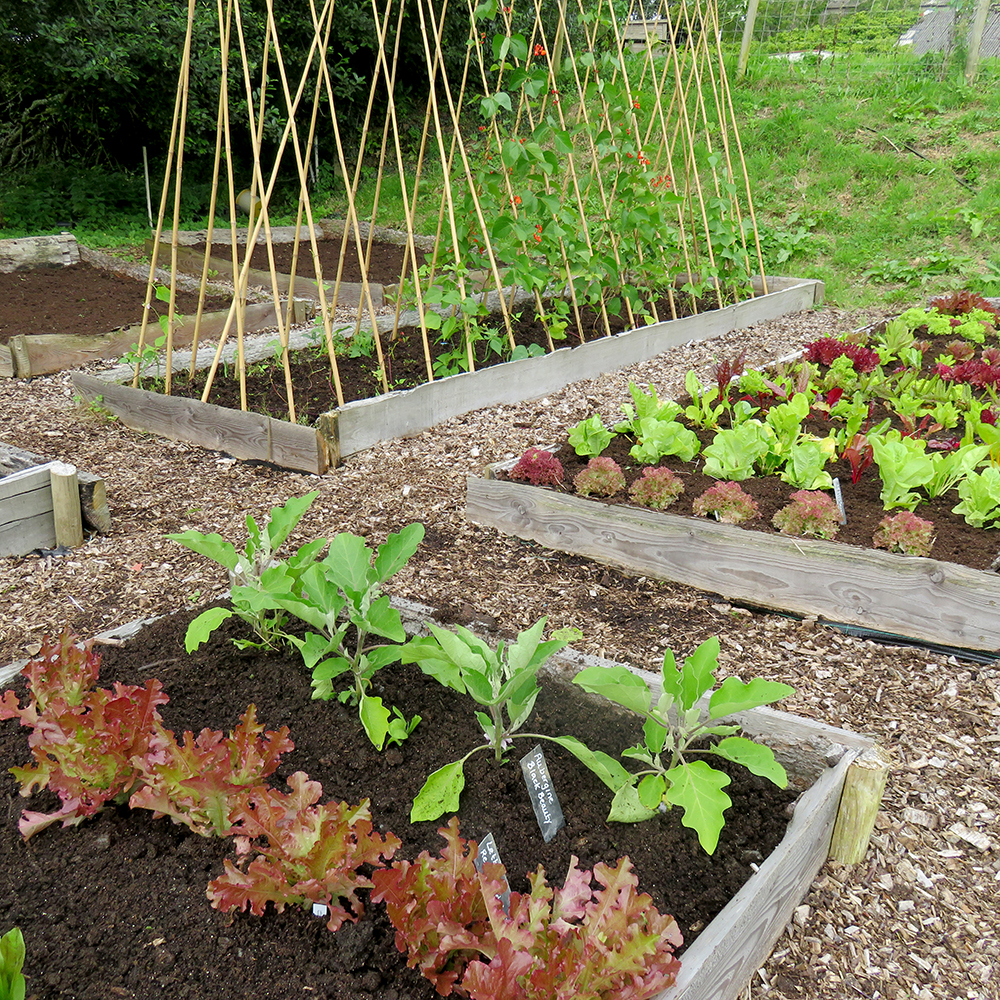 Small Veg Patch  Rocket Gardens