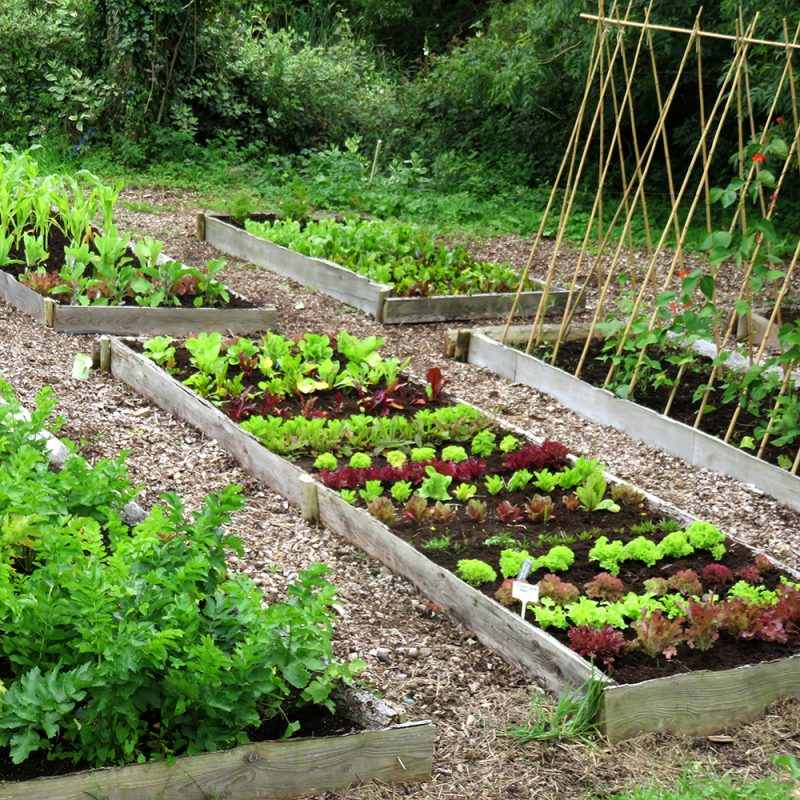 Small Year Round Veg Patch  Rocket Gardens