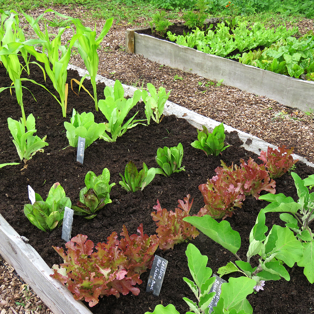 Mini Year Round Veg Patch  Rocket Gardens