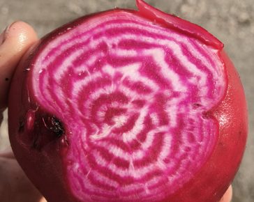 chioggia beetroot