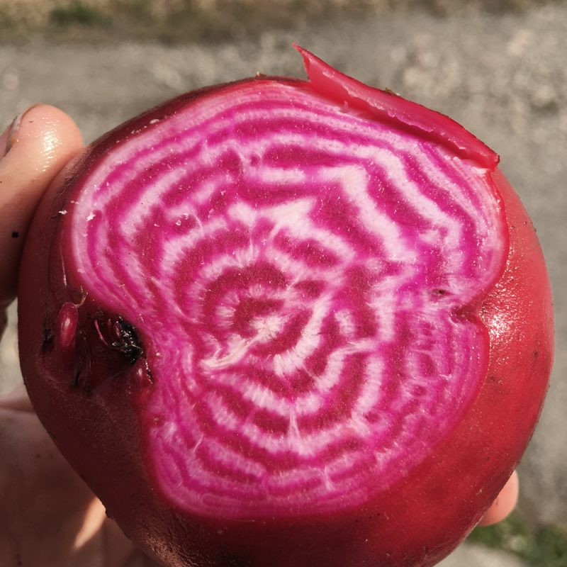 chioggia beetroot