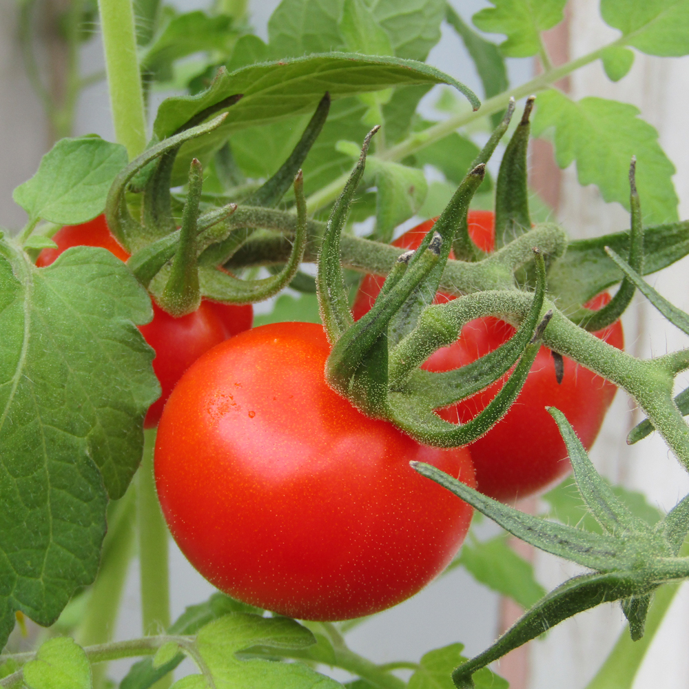 1 Live Plant Organic Gardeners Delight Cherry Tomato Plant 3.5 Pot Heirloom Home Gardening US Shipping