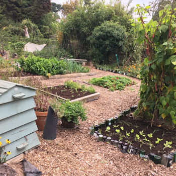 Making no dig beds on lawn: the card and compost method