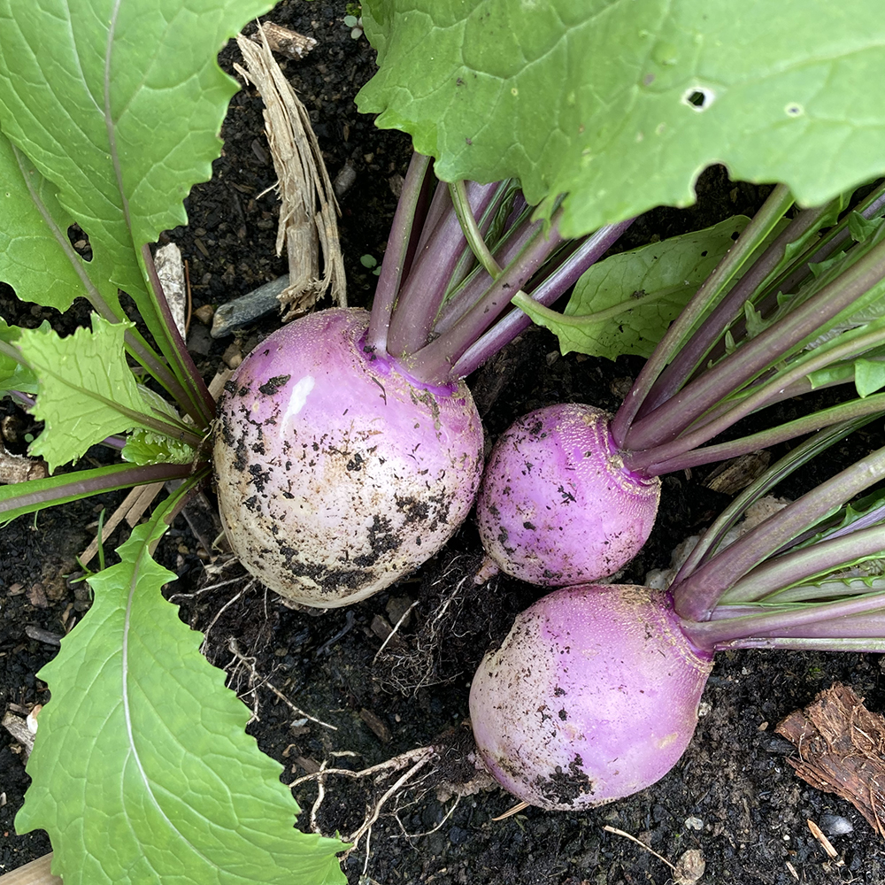 Image of Turnips plant