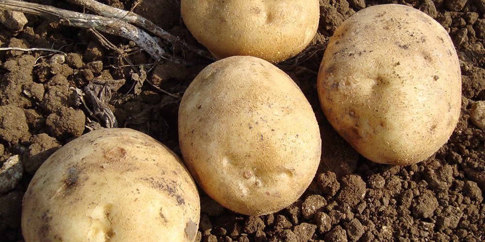 Colleen Seed Potatoes (Organic/First Early Variety) -