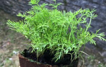 Herb Plant Sale