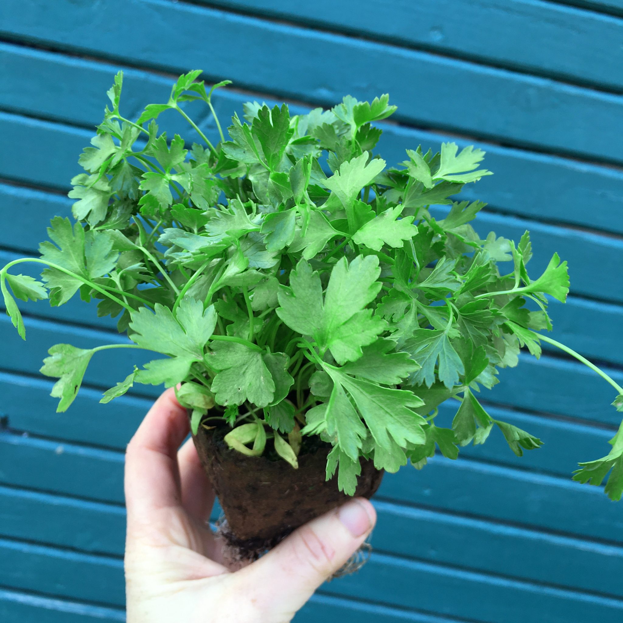 Flat Leaf Parsley Herb Plug Plants Rocket Gardens