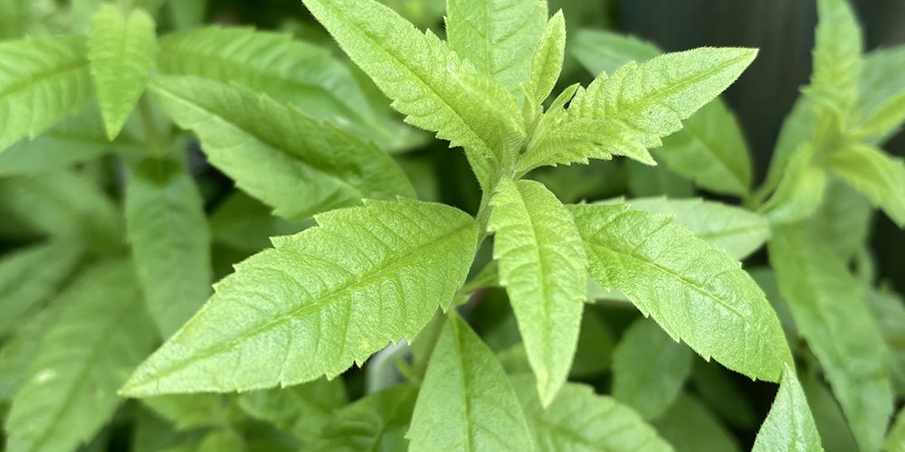 Lemon Verbena