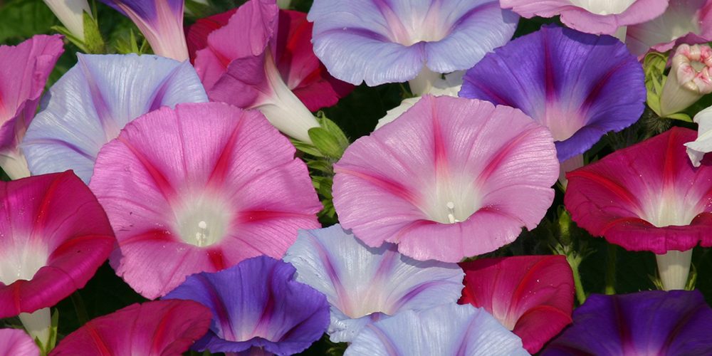 Ipomoea Morning Glory - Lazy Luxe - 10 Plug Plants