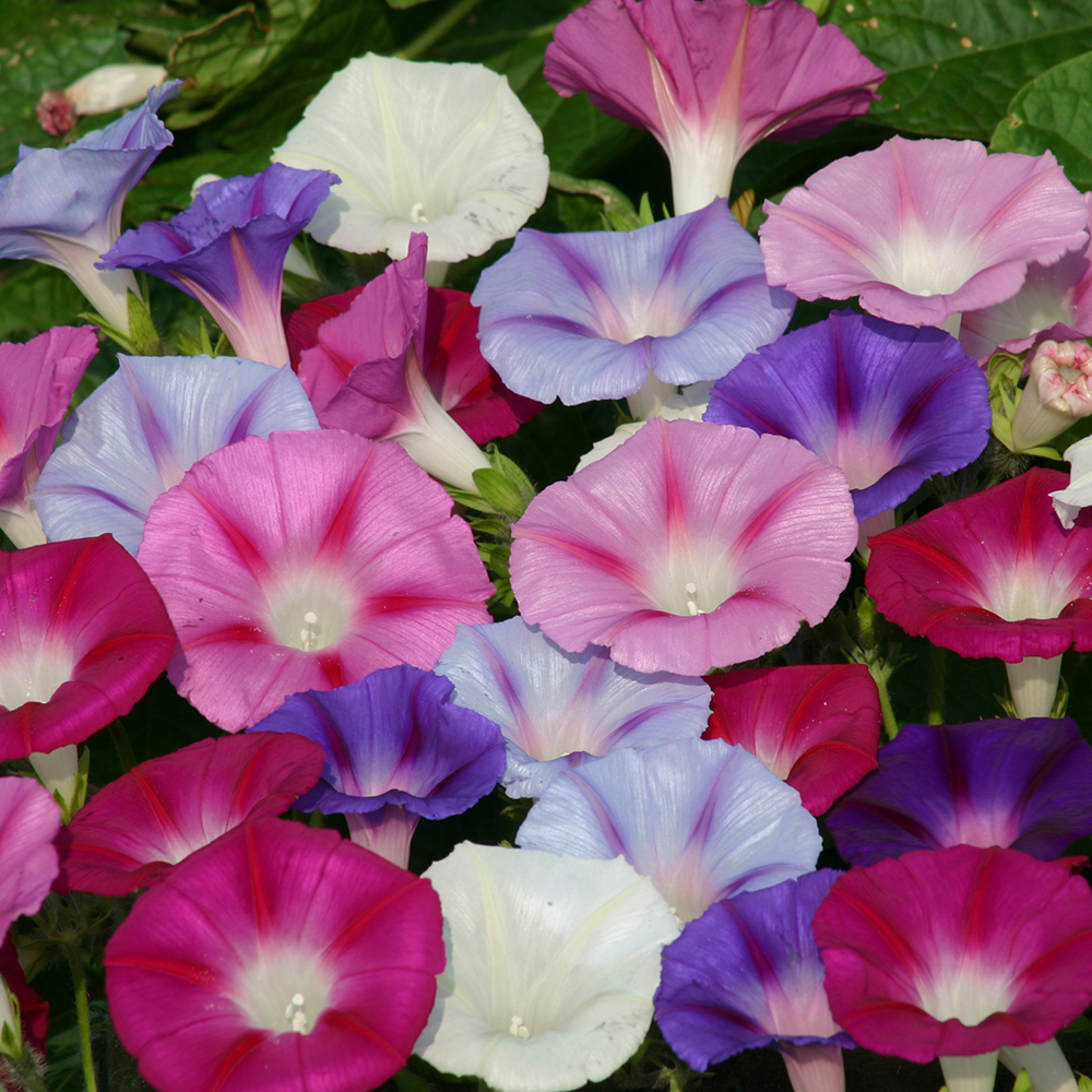 Ipomoea Morning Glory - Lazy Luxe - 10 Plug Plants